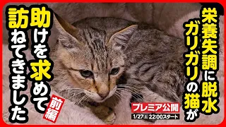 【野良猫 保護】「助けてください...」ガリガリに痩せこけた猫が 自ら訪ねてきました