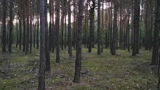 Zmierzch w lesie. Nadchodzi noc. Relaks. Śpiew ptaków, odgłosy natury, relaksacja.