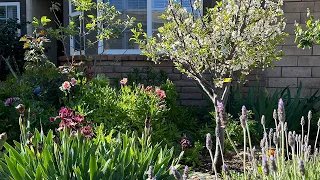 Relaxing Spring Tour of my Front Yard Garden