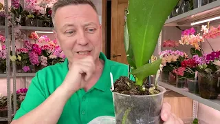 когда орхидею НЕ пересаживать, как продлеваю жизнь орхидеи в магазинном горшке