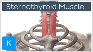 Sternothyroid Muscle Origin and Insertion - Human Anatomy | Kenhub