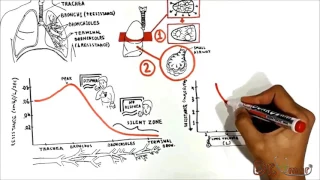 Airway resistance (USMLE step 1)