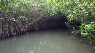 Mangrove Nature Trail - Kalpitiya