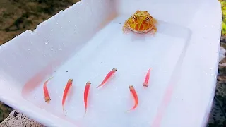 pacman frog eats gold fish /African Bullfrog🔴WARNING LIVE FEEDING!