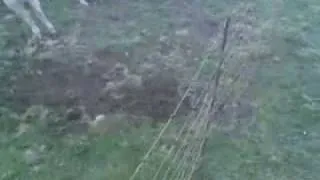 Pigs fucking near electrical fence