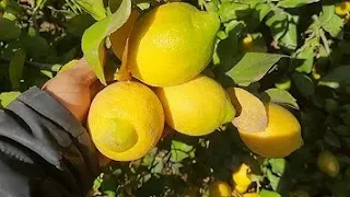 اسباب تساقط ثمار شجرة الليمون وعلاجها مجاناً وبدون أي تكاليف