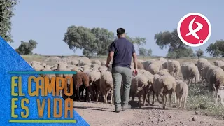Las ovejas de Los Mellis apuran los pastos verdes | El campo es vida