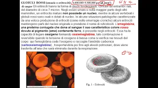 Il sangue e i suoi corpuscoli