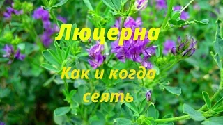 Ответы на вопросы Как и когда сеять люцерну Сколько семян люцерны нужно Какую траву посеять на сено