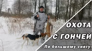 Охота с гончей. Сезон 2017-2018. "Сегодня с мехом".