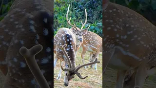 Nepal Wildlife deer animal