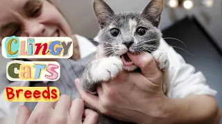 In the Lap of Love: Discover the Most Clingy Cat Breeds That Crave Your Attention!