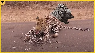 This Leopard Pissed off the Wrong Porcupine