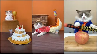 Cats make food 2022 "That Little Puff" Tiktok Compilation New #33