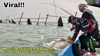 Viral Mancing Ikan Malah dapat kakap putih BESAR!! Mancing Kakap Putih