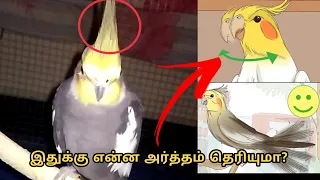 Body language of cockatiels in tamil 🐦🐤| bird boyyy