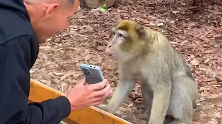 Monkeys Reacting to Magic For The First Time! New Funniest Animals