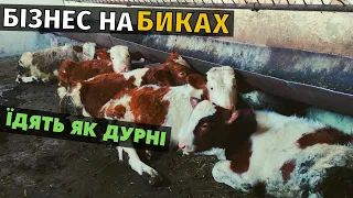 Бізнес на биках в Україні! Відгодівля биків січкою і силосом. Їдять як дурні. Вага уже 140-160 кг.