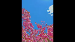 Cherry Blossom Teaser