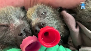 Baby flying-foxes after a feed:  an armful of babies
