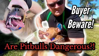 Is a Pitbull Right for you and your family?!