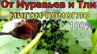 БЕСПЛАТНО!  ЗА 1 РАЗ ИЗБАВИЛСЯ ОТ МУРАВЬЕВ и ТЛИ НАВСЕГДА! 100% РАБОТАЕТ