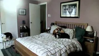 A Bed for Border Collies