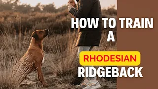How to train a Rhodesian Ridgeback?
