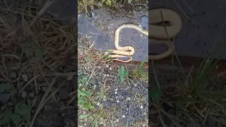 Змея в аксае 🐍💀💀💀