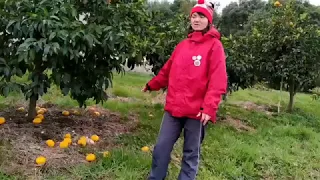 🎀 Мандарины, Апельсины, Грейпфрукты на деревьях в Феврале. Абхазия