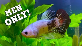 The Perfect Betta Tank For Men! The Manly Betta Tank!