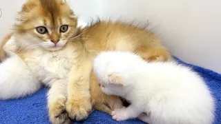 Kittens woke up and saw their new "mom cat"