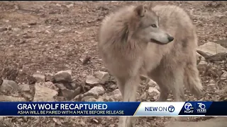 Female Mexican wolf captured in New Mexico