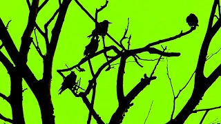 Horror green Screen Birds on Tree Effect No copyright