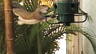 Yankee Flipper Squirrel Proof Birdfeeder FYV