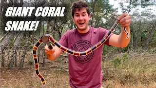 Finding a GIANT Coral Snake!- (Record Sized?)