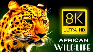 Ultimate African Wildlife 8K Ultra HD / 8k TV (60fps)