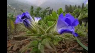 Atacama Desert in Bloom