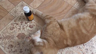 Мой кот КУЗЯ Алкоголик!