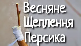 Щеплення персика весною. Щеплення під кору.