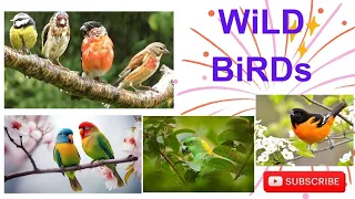 Wild Birds ।। Nature