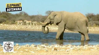 His First Elephant Hunt