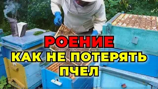 Как предотвратить роение пчелосемей у себя на пасеке