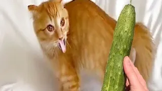 Funniest Animals - Best Of The 2022 Funny Animal Videos #82