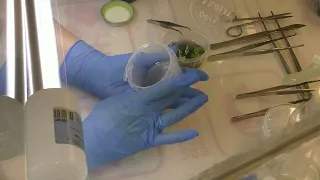 Как правильно работать руками в стерильных условиях при пересадки Орхидей в инвитро.ОРХИДЕИ ИЗ Семян