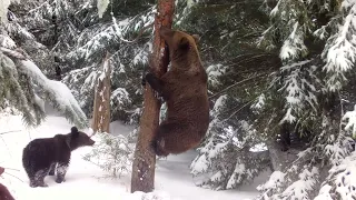 Brown bears scratching against a tree in Bucegi Natural Park