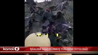 Əsgərlərimiz heyva bağında. İşğaldan azad olunmuş yerlərdə. Cəbhədən ən son görüntülər