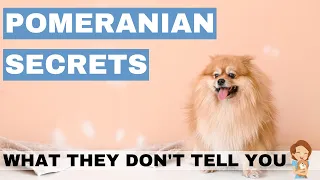 What They Don't Tell You About Pomeranians!