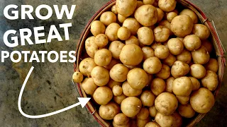 No-TIll Potatoes | How to Grow, Harvest, Store