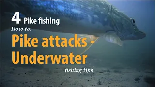 How to • Pike fishing • Pike attacks - Underwater • fishing tips